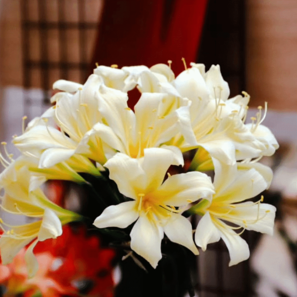Clivia varieties cultivated in Japan for indoors