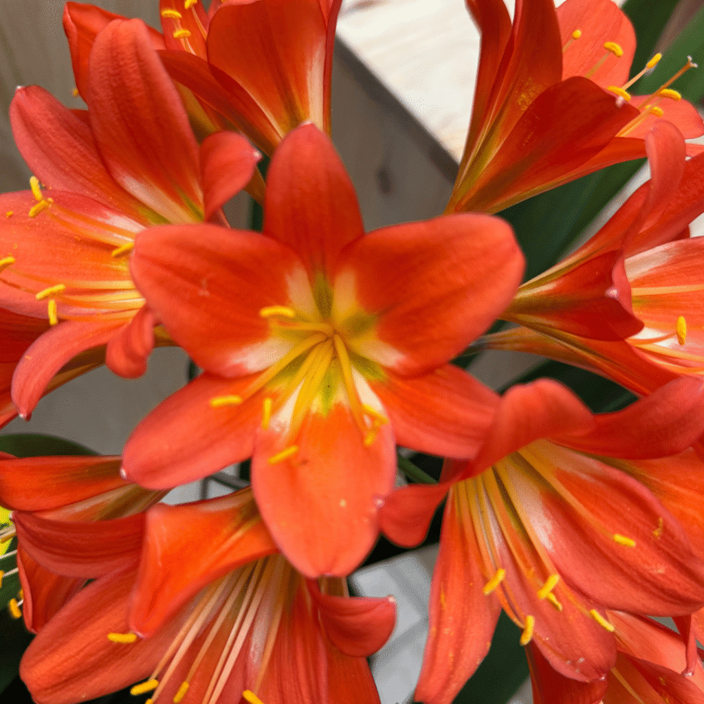 Double clivias as the future of horticulture trends