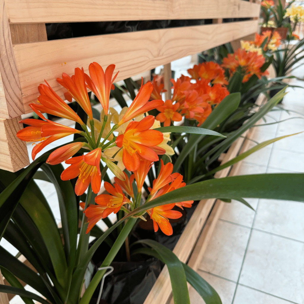 Clivia Exhibition Made to Bloom