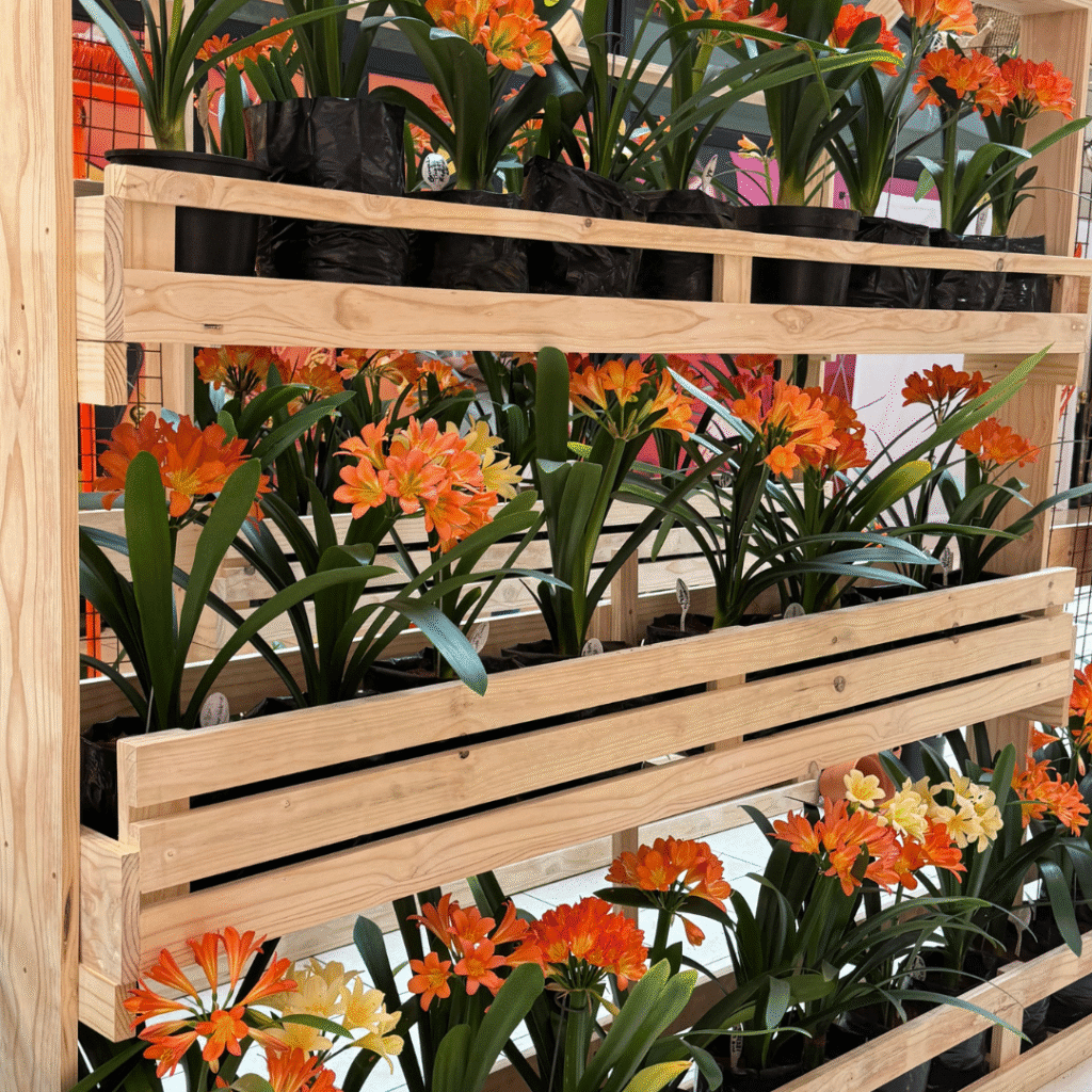 Clivia varieties for sale at Hyde Park Corner