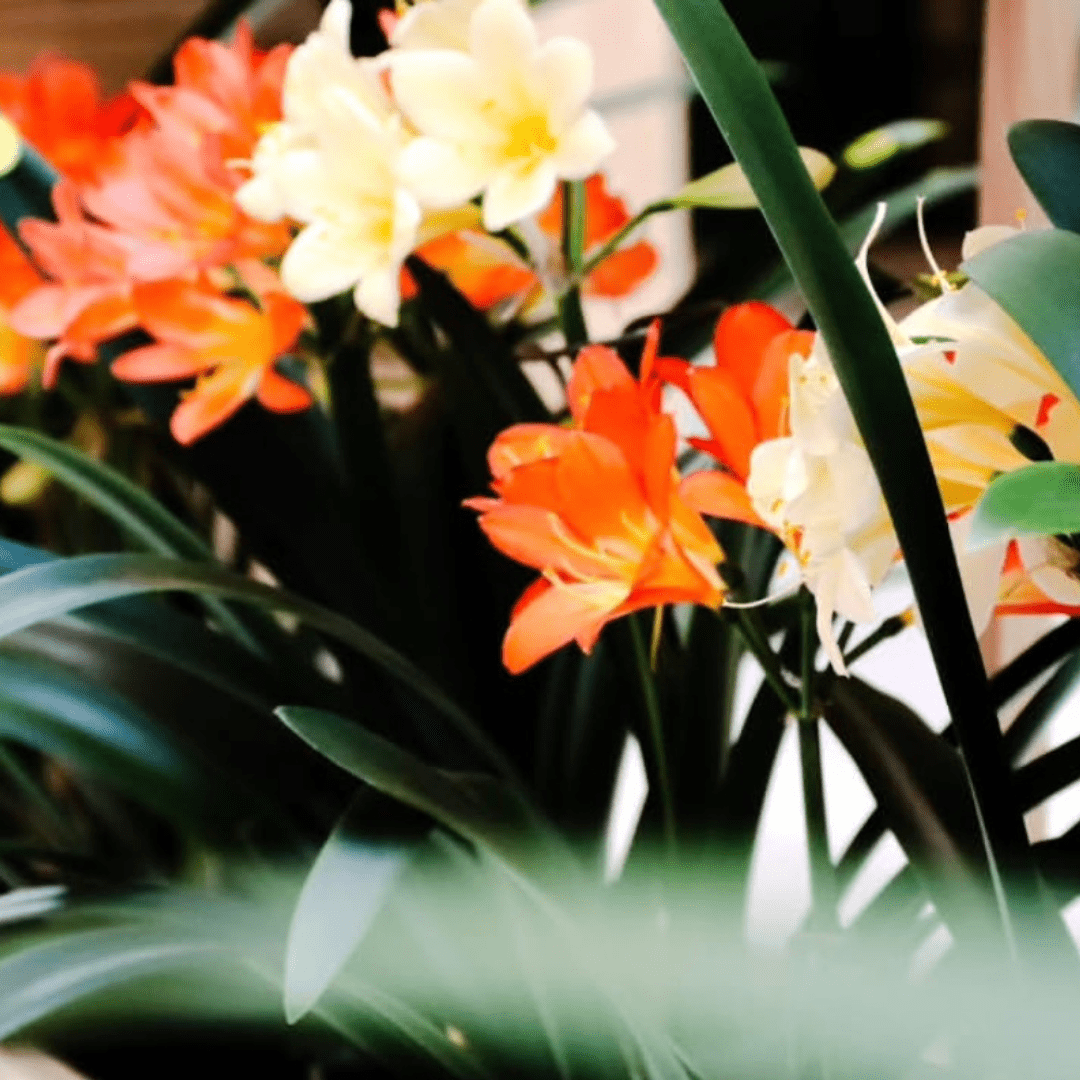 Heritage in Bloom: The Story of South Africa’s Clivias at Hyde Park Corner