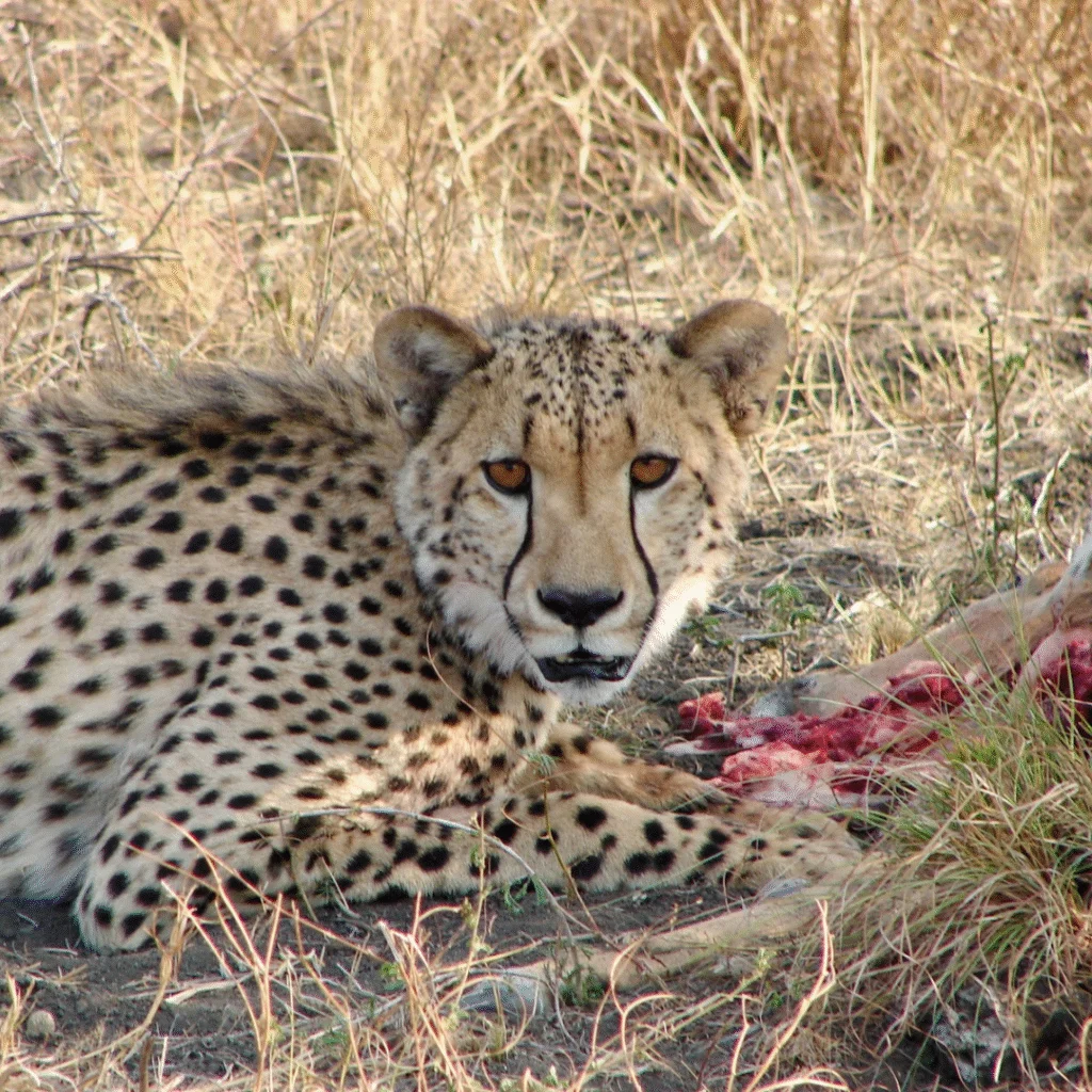 Tau Game Lodge Cheetah with Kill