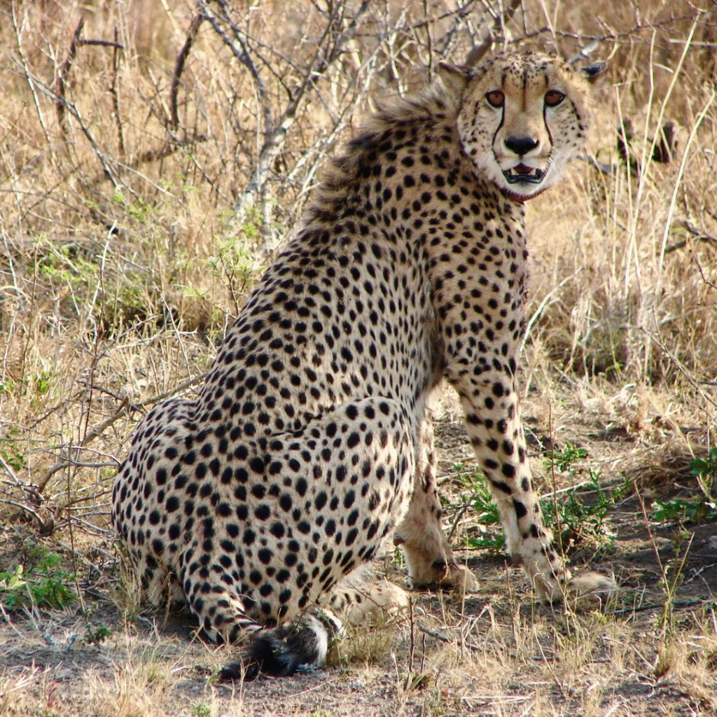Tau Game Lodge Cheetah