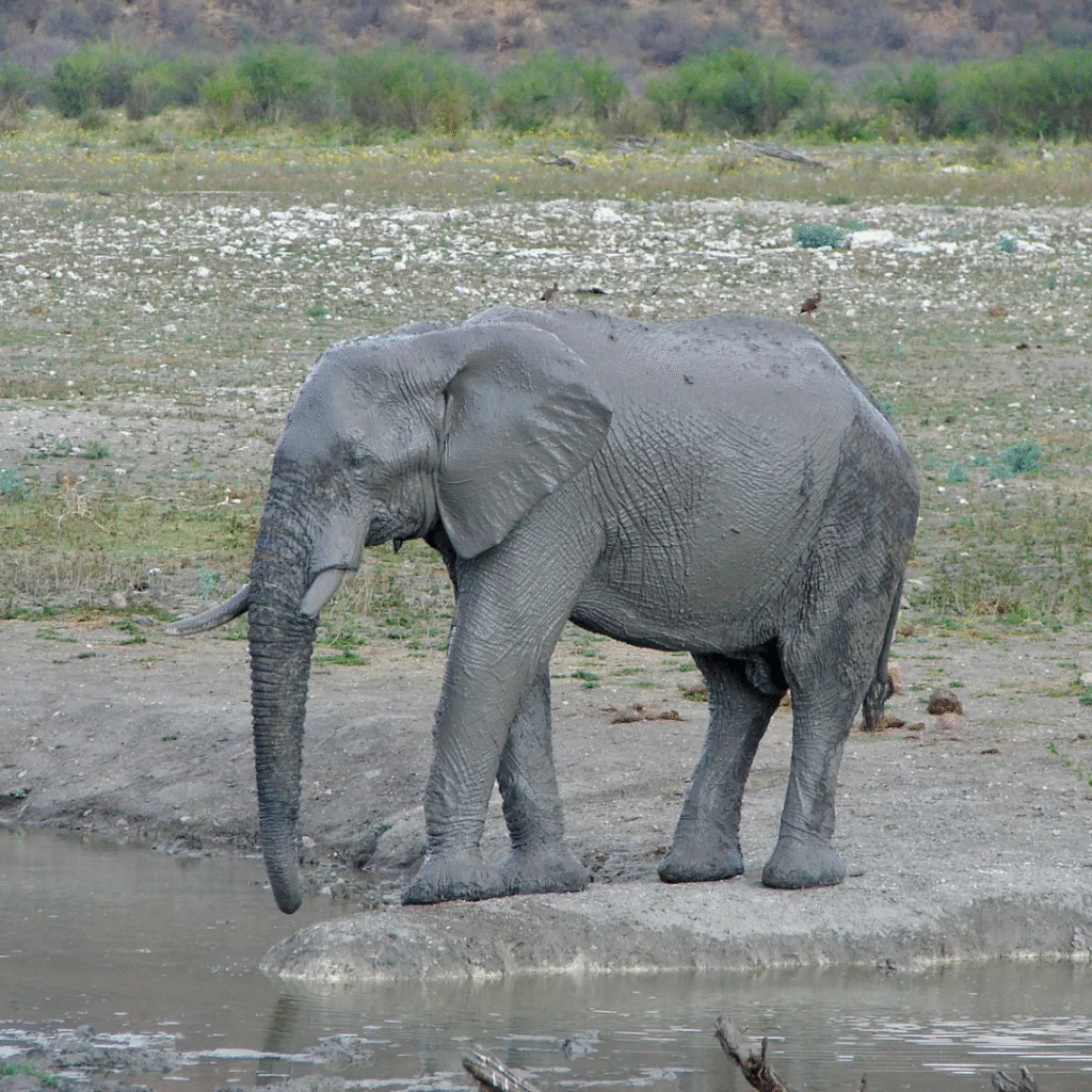 Tau Game Lodge Elephant