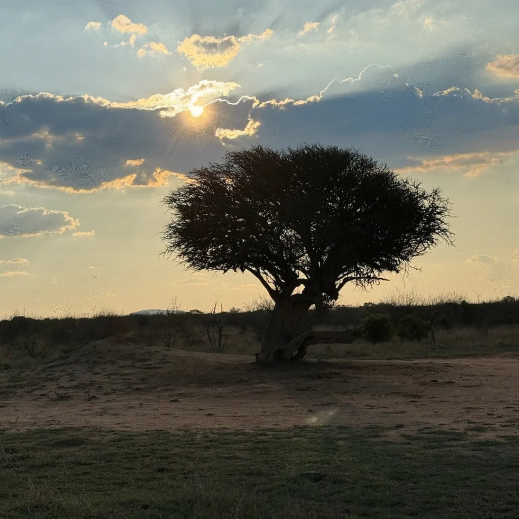 Tau Game Lodge Madikwe