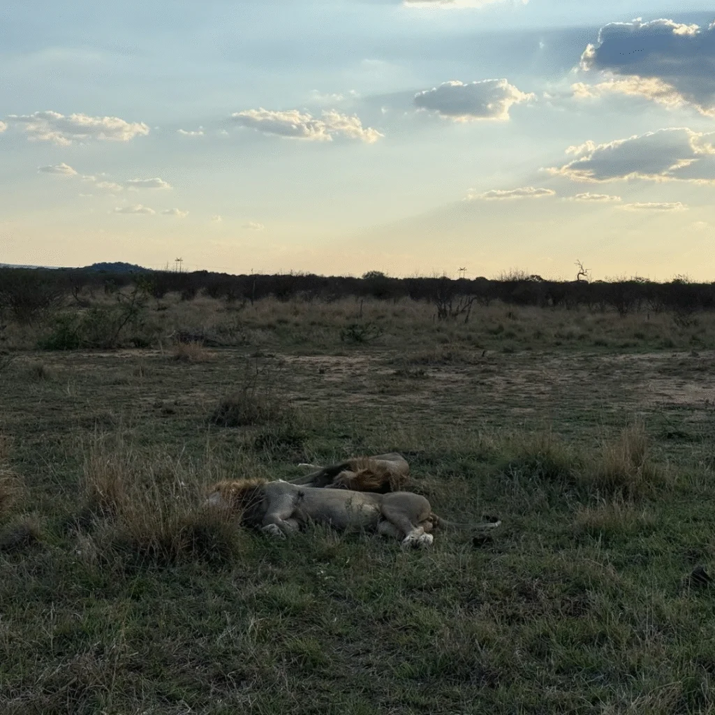 Tau Game Lodge Lions Sleeping