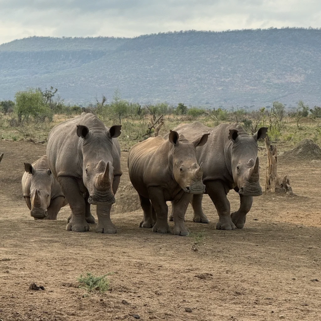 Tau Game Lodge Herd of Rhinos