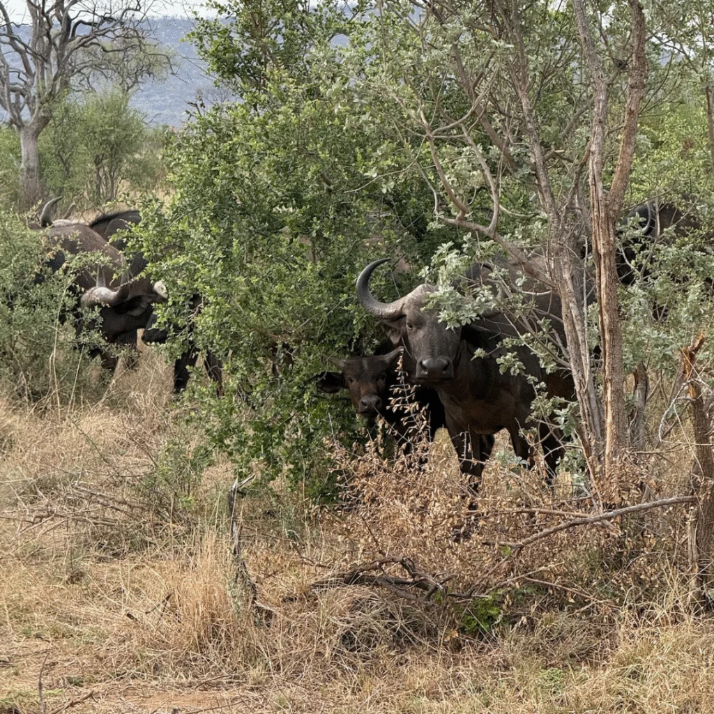 Tau Game Lodge Buffalos