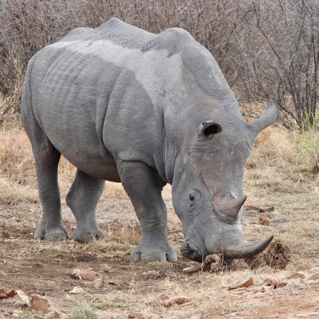 Tau Game Lodge Rhino