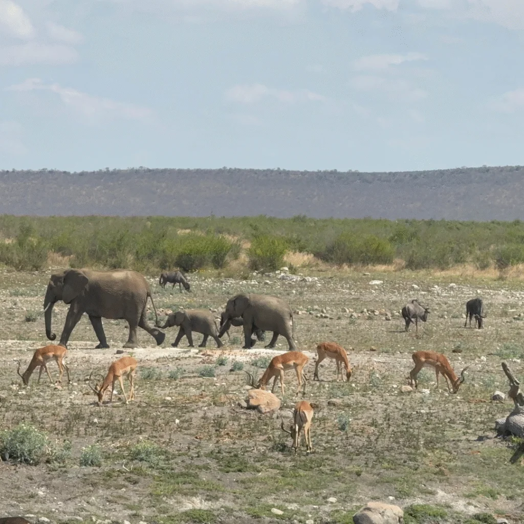 Tau Game Lodge Watering Hole