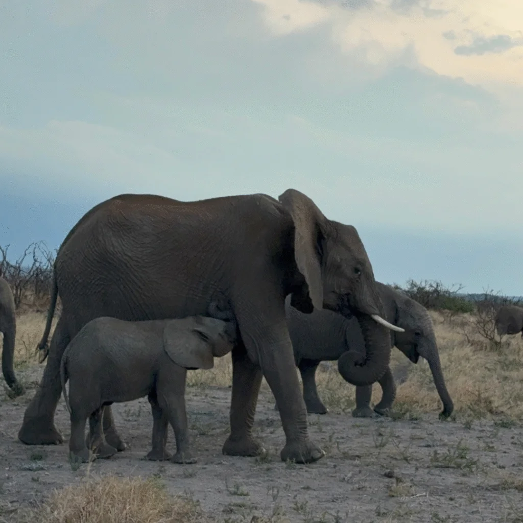 Tau Game Lodge Baby Elephant