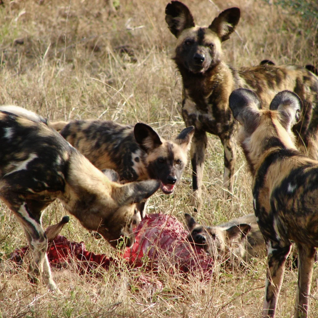 Tau Game Lodge Wild Dogs after a hunt
