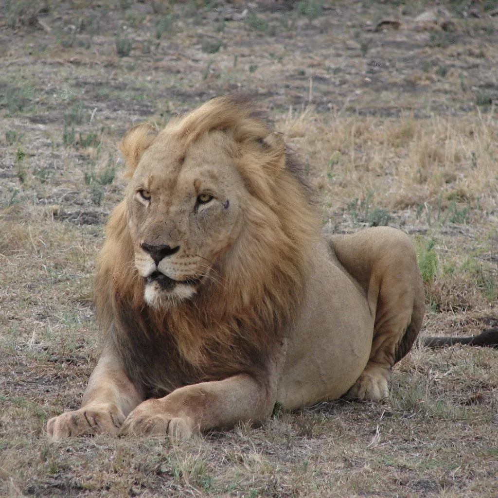 Tau Game Lodge Male Lion