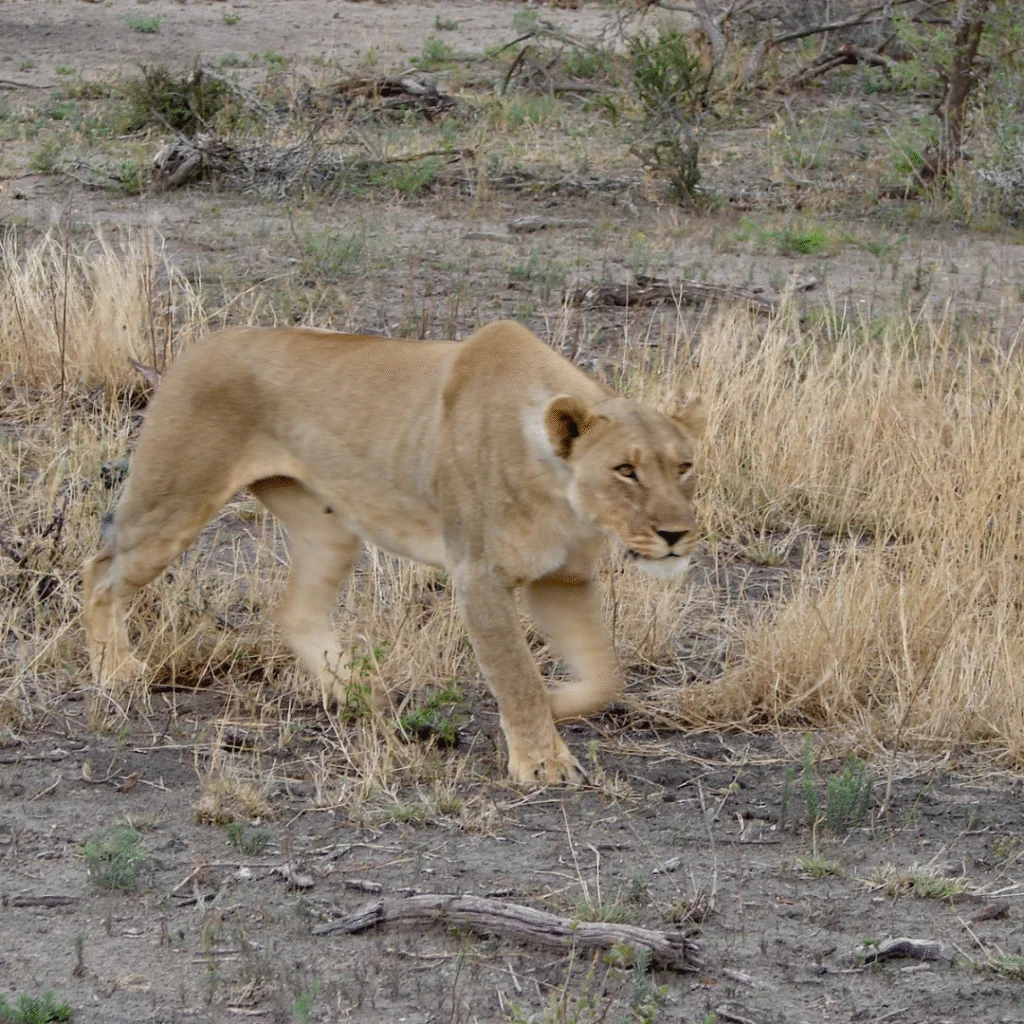 Tau Game Lodge Lioness Hunting