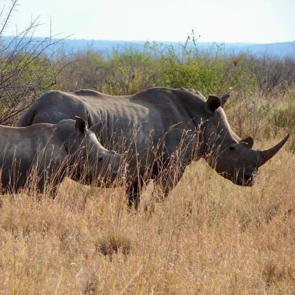 Tau Game Lodge Mommy and Baby Rhino