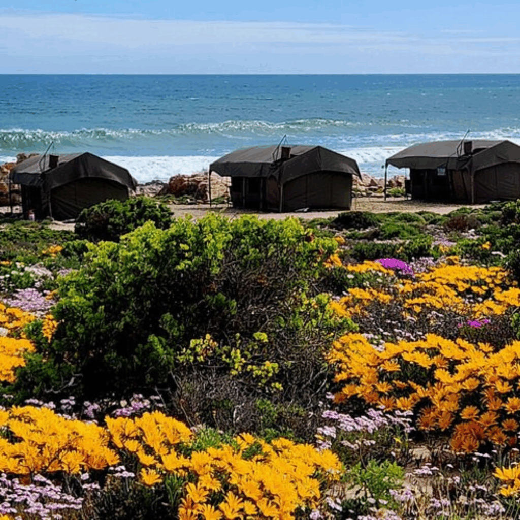 Namaqualand Flower Camps on beachfront