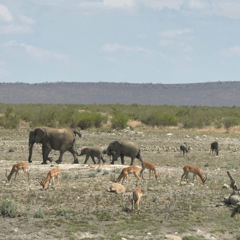 Tau Game Lodge elephants and buck at watering hole