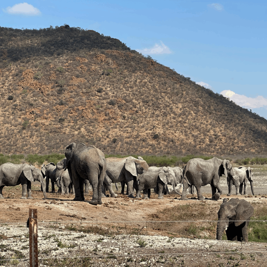 Tau Game Lodge elephant herd at watering hole