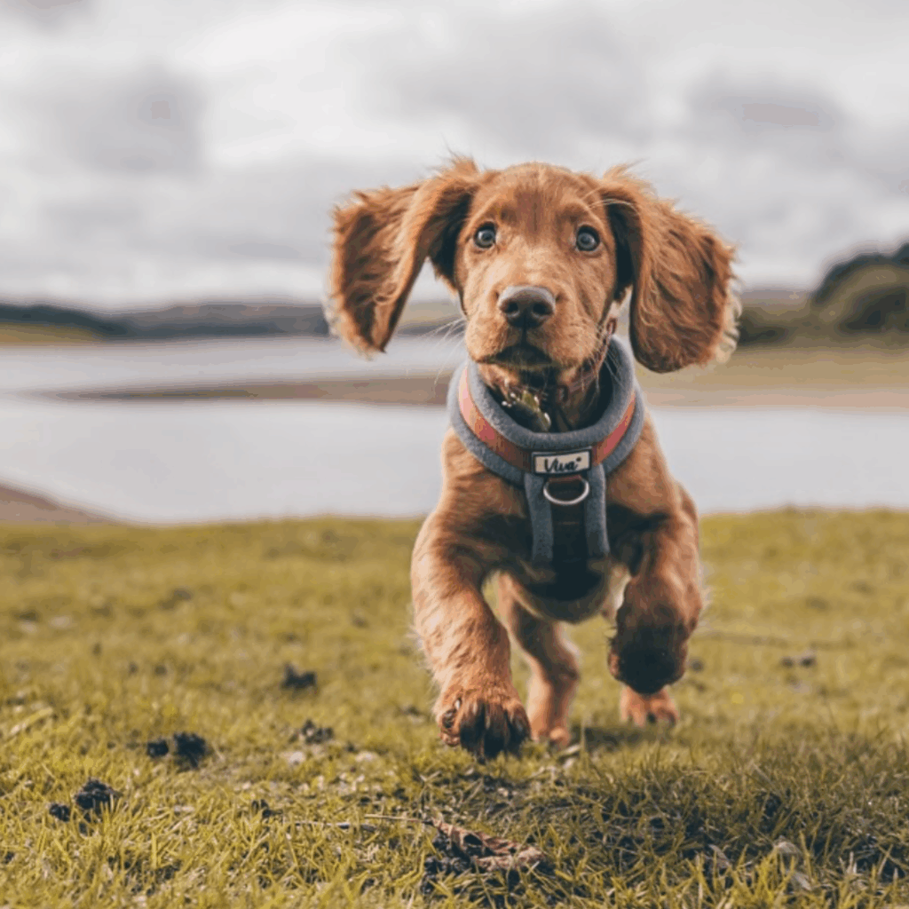 irene Village Market
