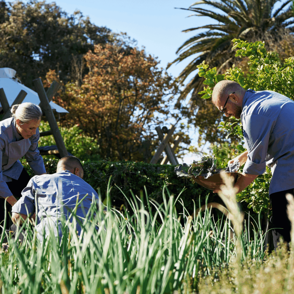 Executive Chef Michelle Theron harvesting fresh ingredients at Vergenoegd Low Wine Estate