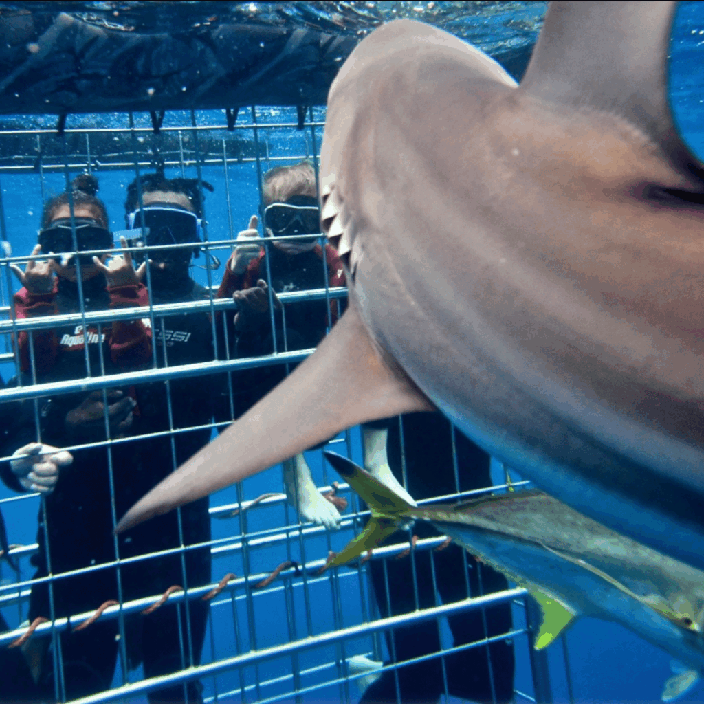 Shark Cage Diving