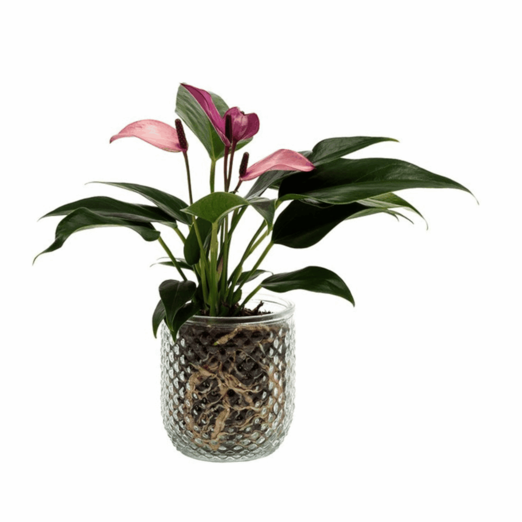 Easter Gift Guide Woolworths Anthurium