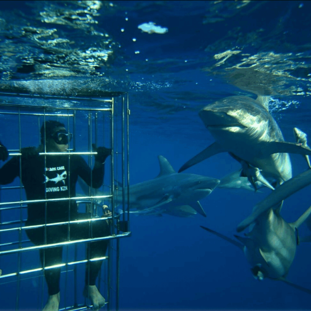 Shark Cage Diving