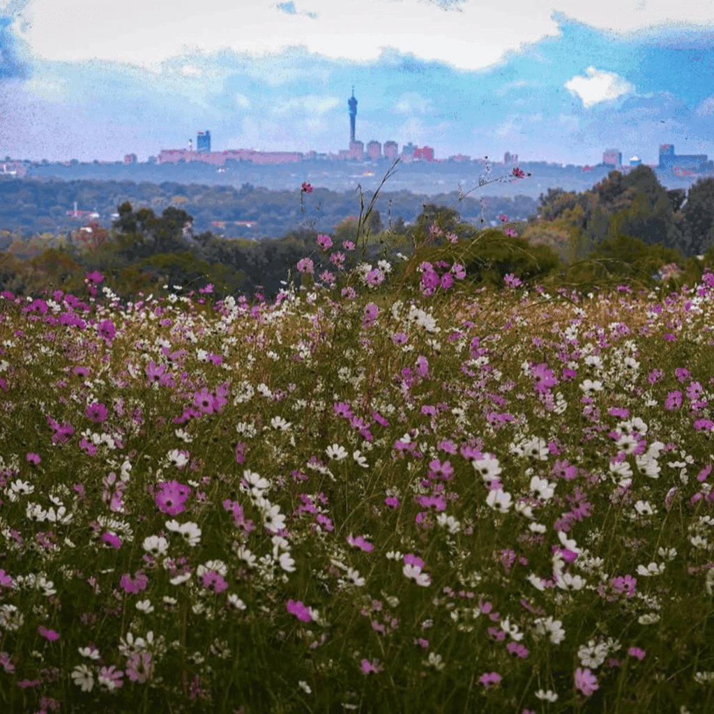 Delta Park Johannesburg Cosmos