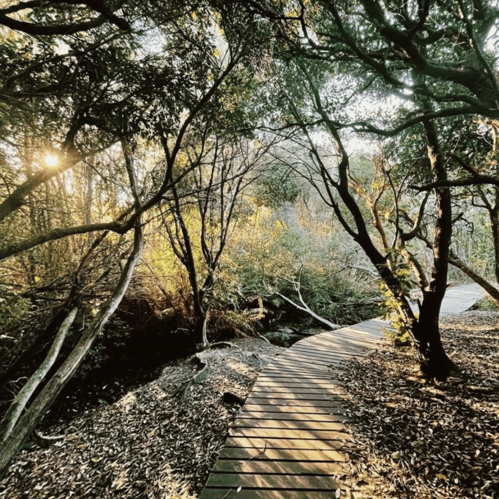 Silvermine Nature Reserve Mountain Bike Trail
