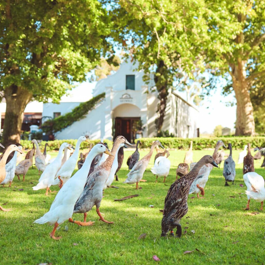 Vergenoegd Wine Estate Ducks