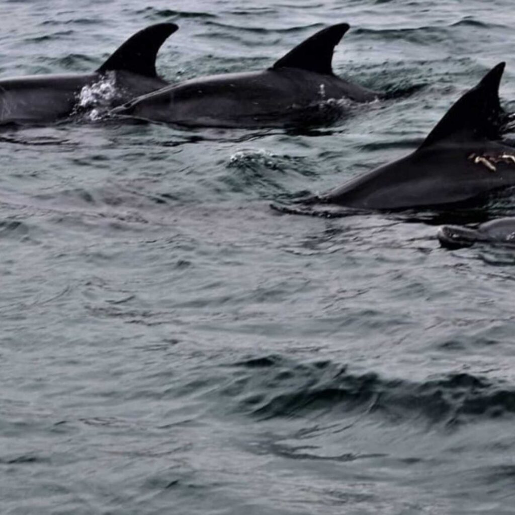 Dolphin Watching in Durban