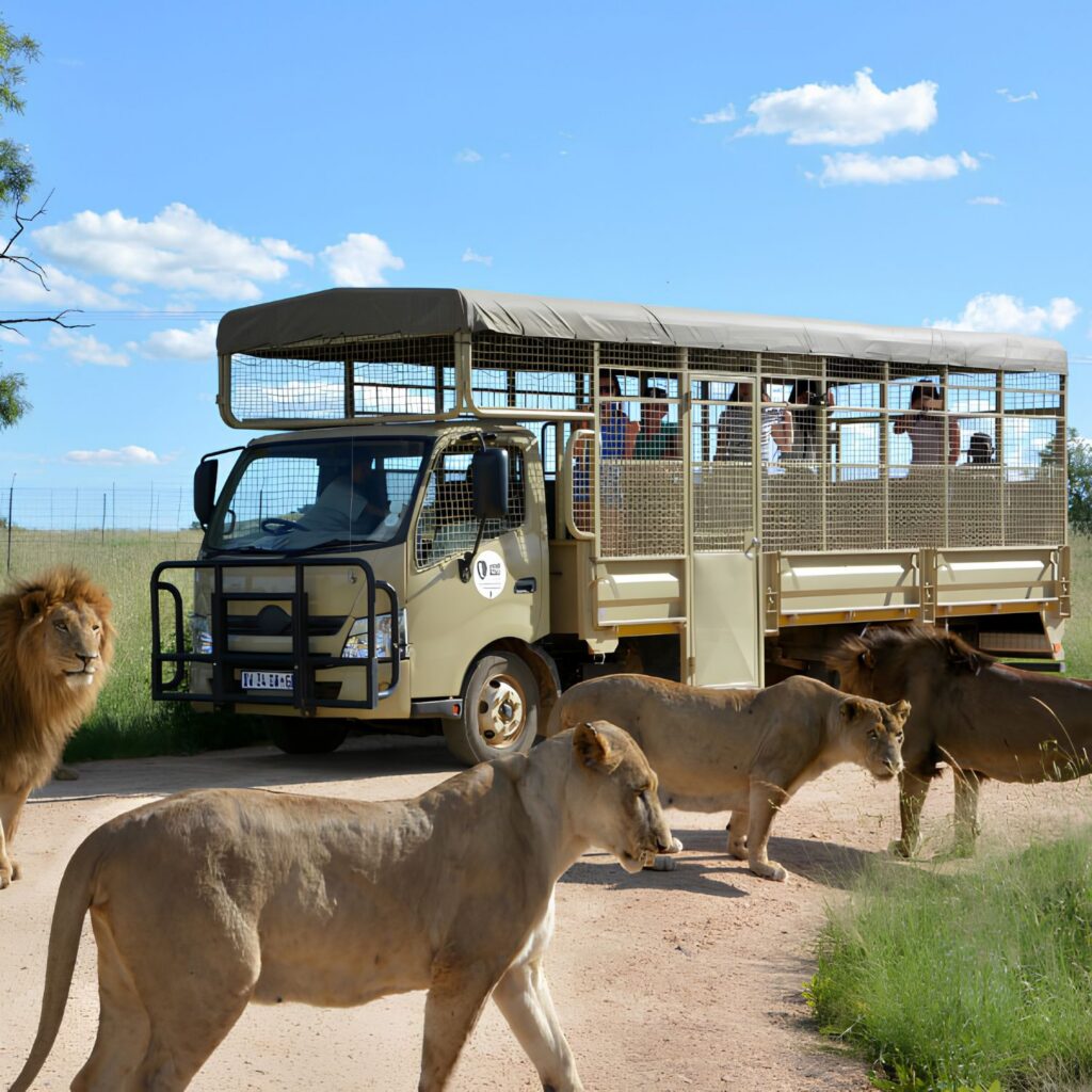 1-Hour Game Drive at Lion & Safari Park