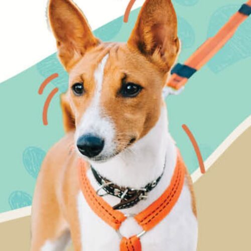 Paws On The Promenade 2026