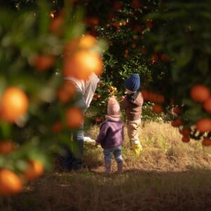 Boschendal Citrus Festival