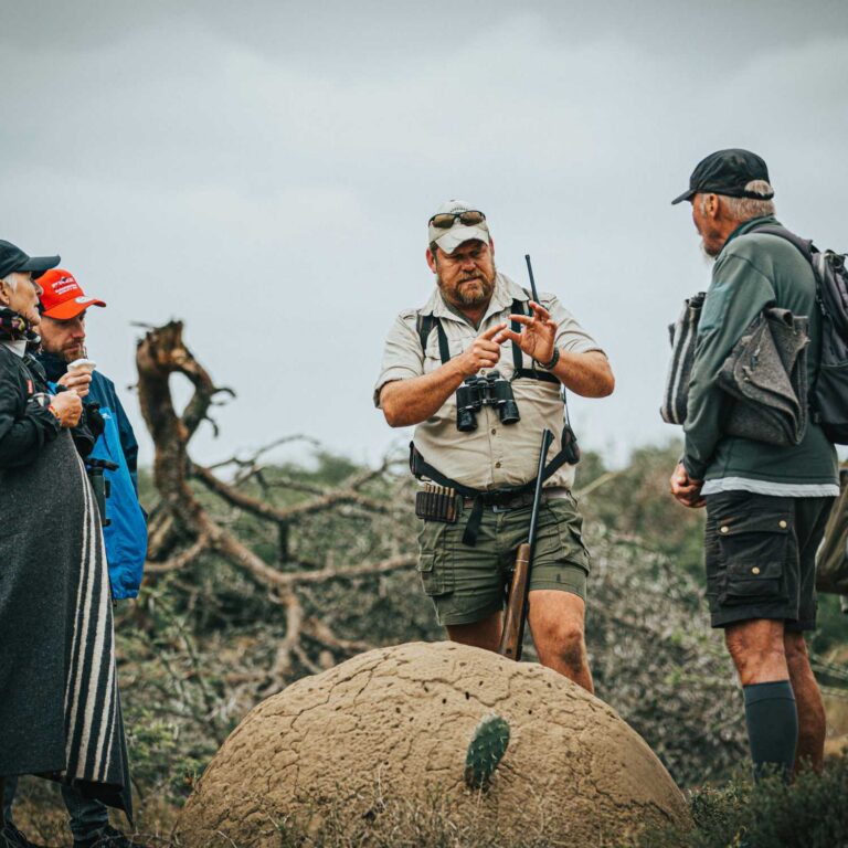 Lion Roars Eastern Cape Safari