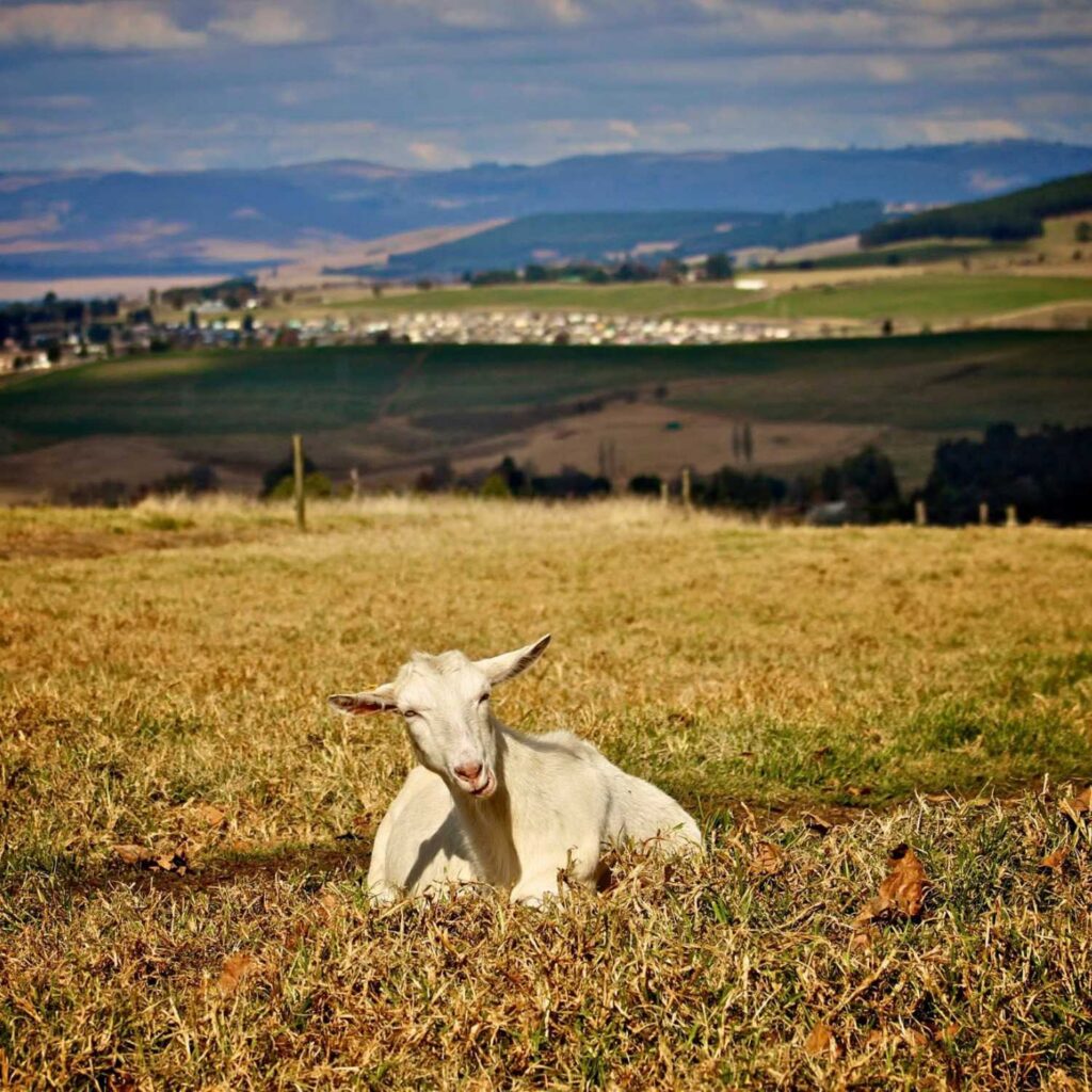 Swissland Cheese