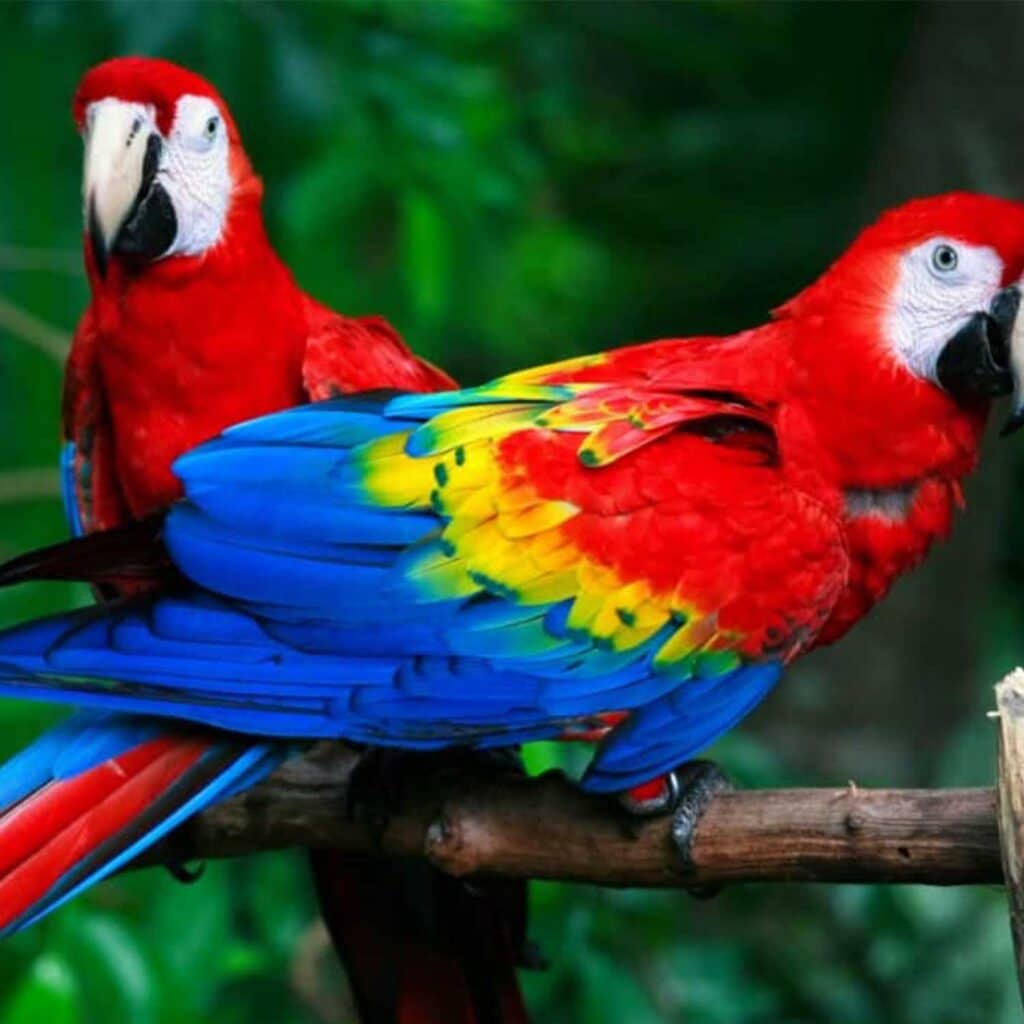 Montecasino Bird Garden
