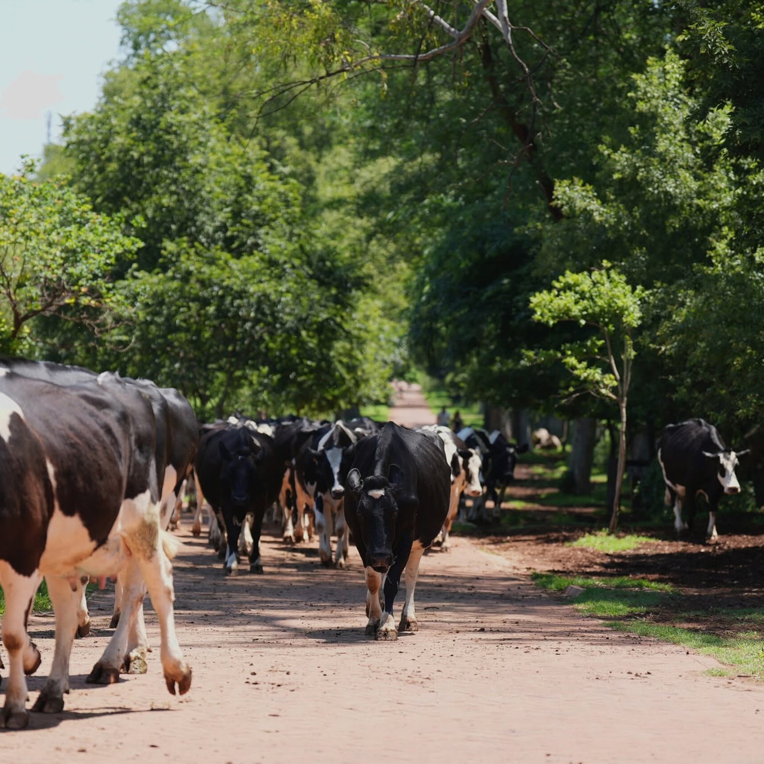 Cows on the grounds of Irene Farm