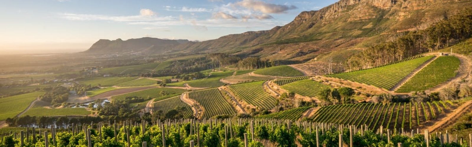 Constantia Wine Route panoramic view